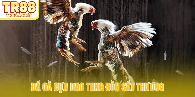 Đá gà cựa dao tung đòn sát thương